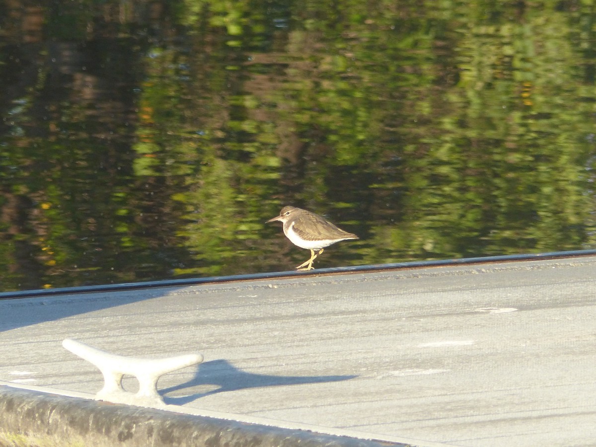 Spotted Sandpiper - ML519232531