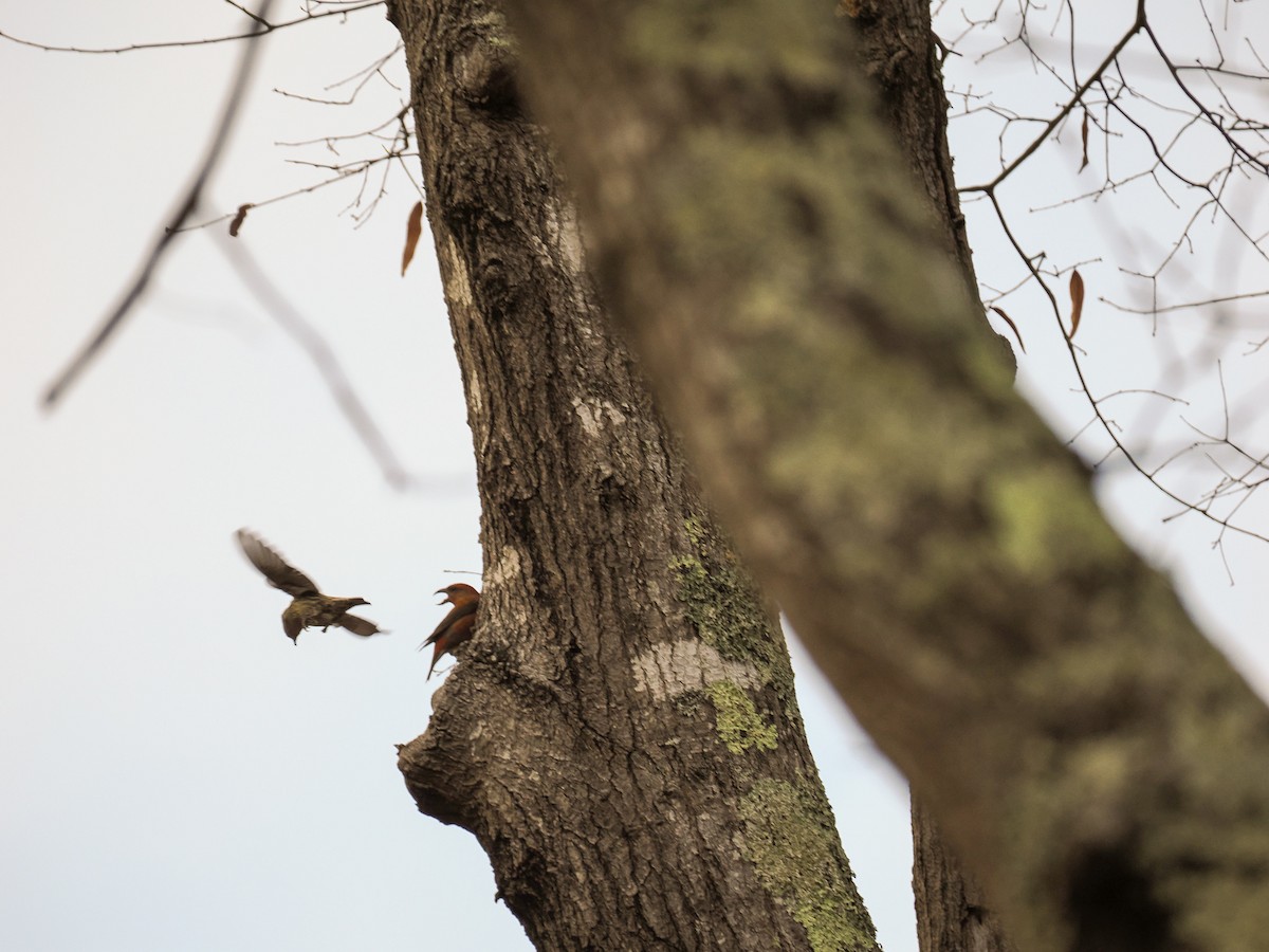 Red Crossbill - ML519232731
