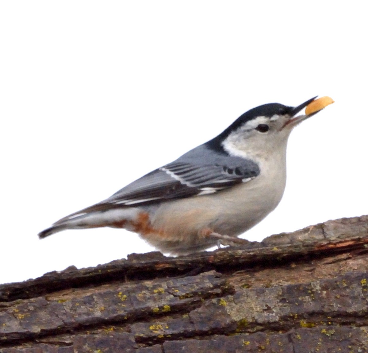 White-breasted Nuthatch - ML519233421