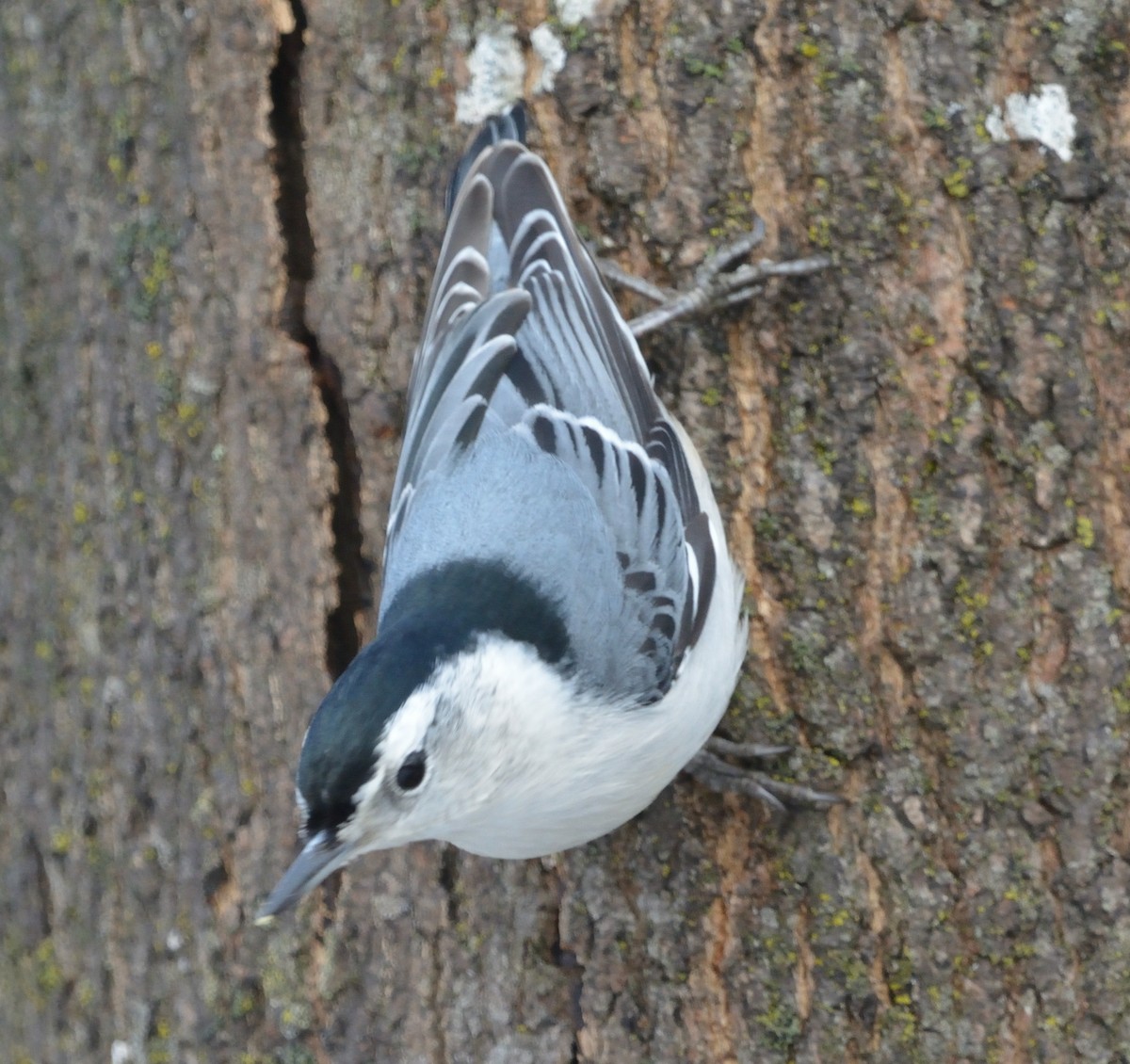 White-breasted Nuthatch - ML519233431