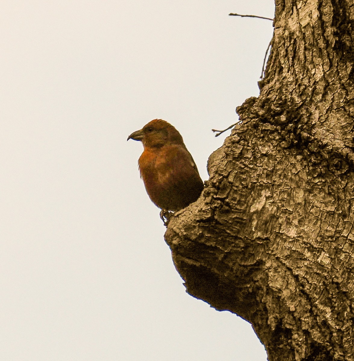 Red Crossbill - ML519233561