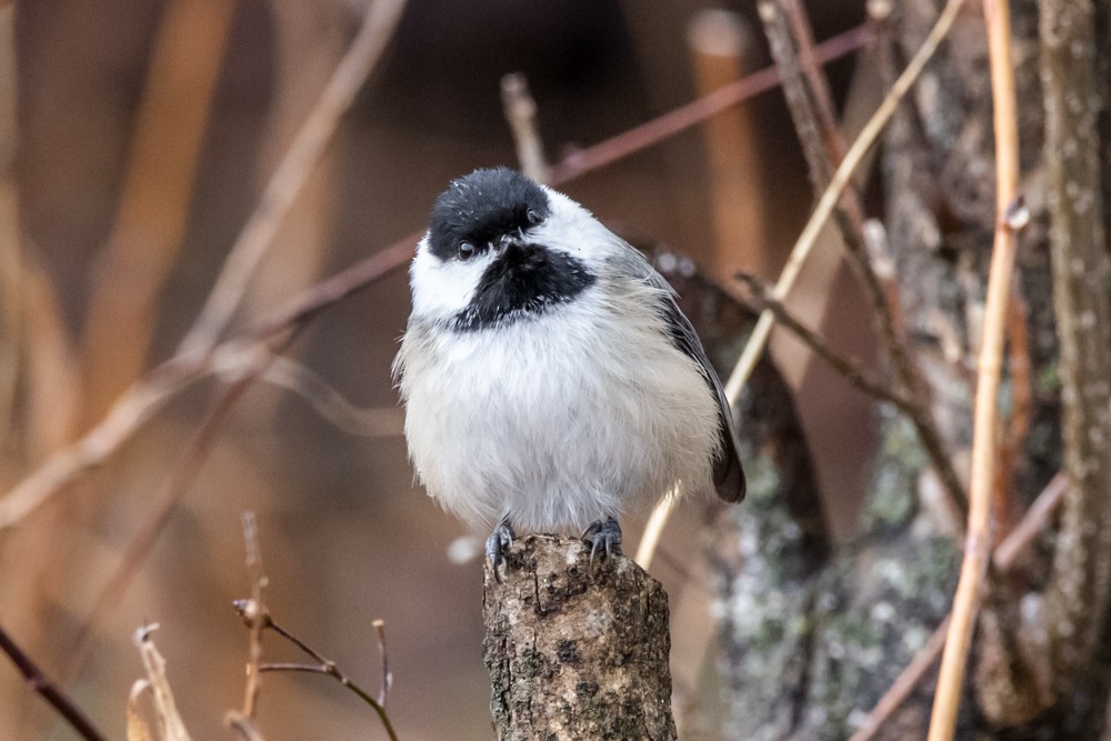 Black-capped Chickadee - ML519233641