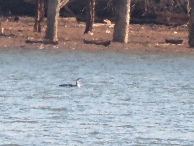 Red-throated Loon - ML519233851