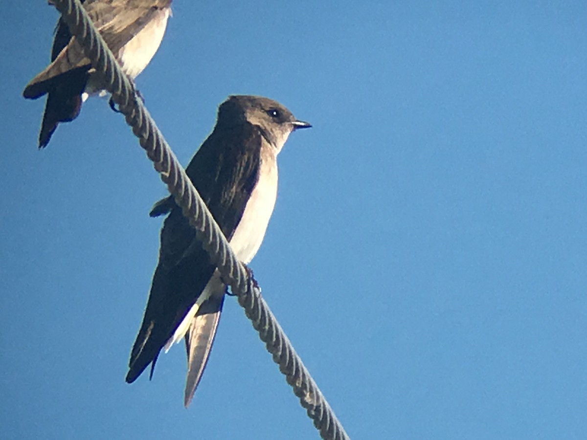 Northern Rough-winged Swallow - ML51923581