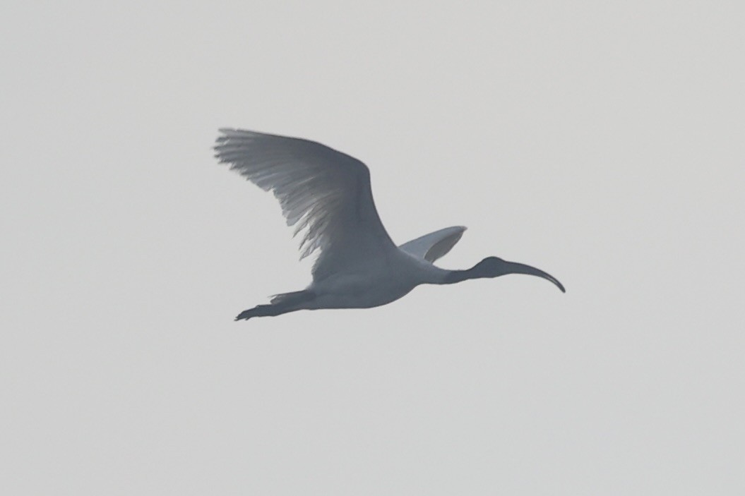 ibis černohlavý - ML519235931