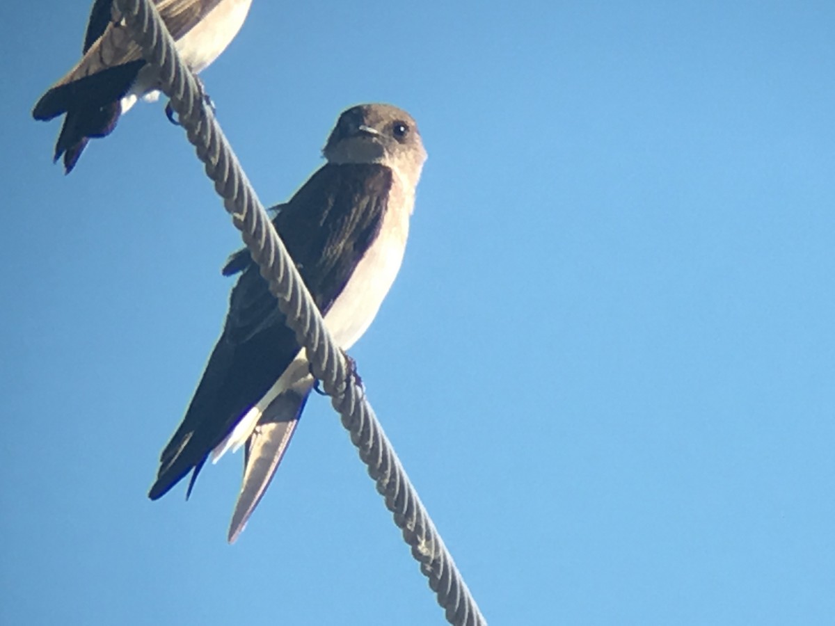 Northern Rough-winged Swallow - ML51923601