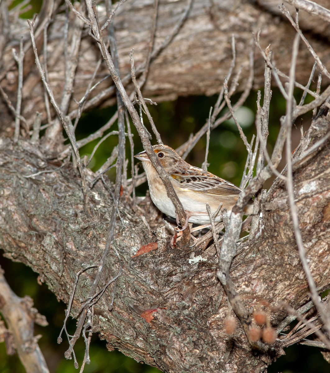 Grasshopper Sparrow - ML519236071