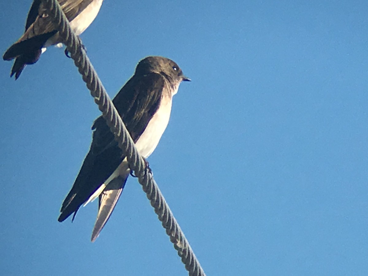 Northern Rough-winged Swallow - ML51923611