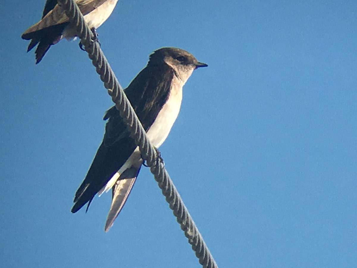 Northern Rough-winged Swallow - ML51923631