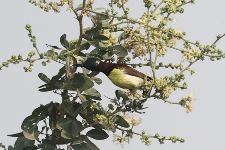 Purple-rumped Sunbird - ML519238431