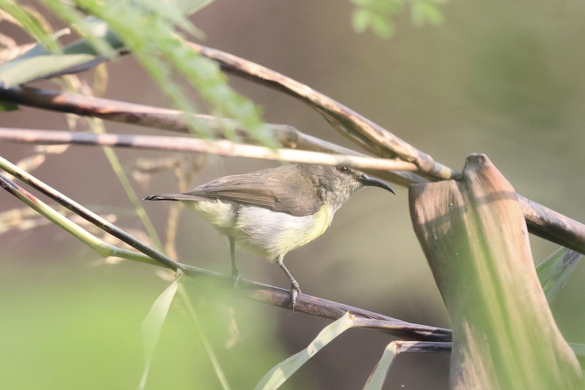 Purple-rumped Sunbird - ML519238921