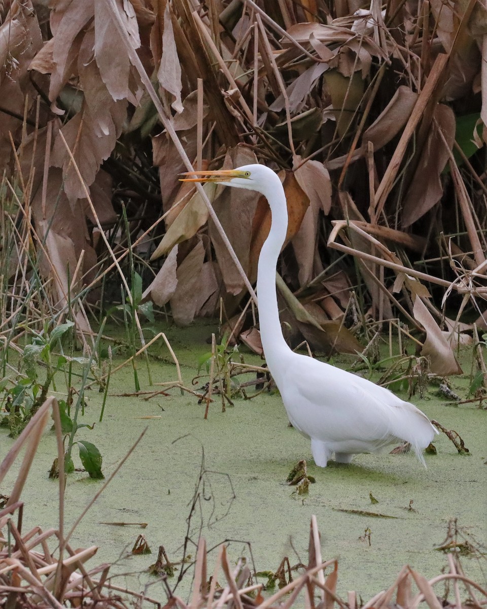 Great Egret - ML519240721