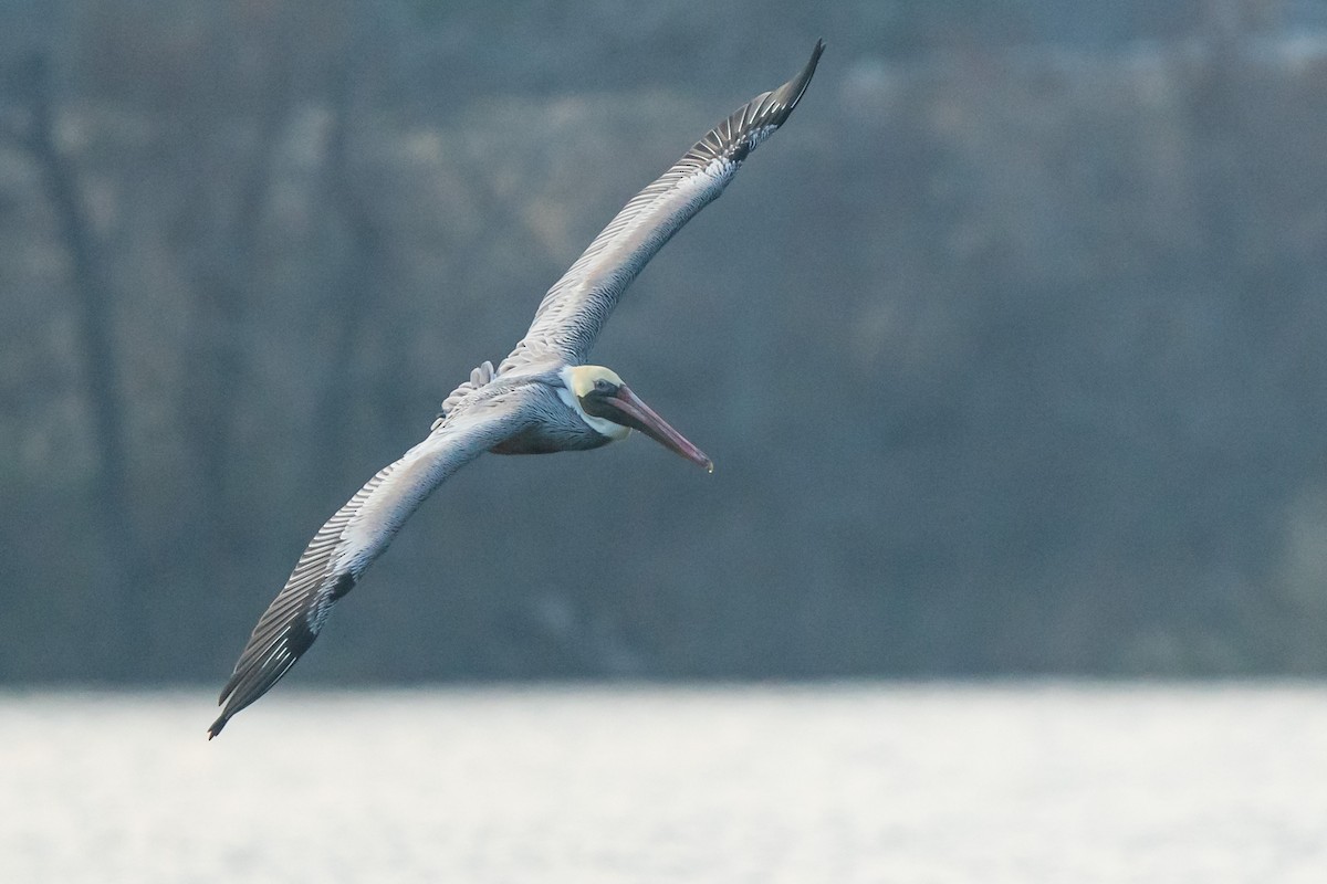 Brown Pelican - ML519240931