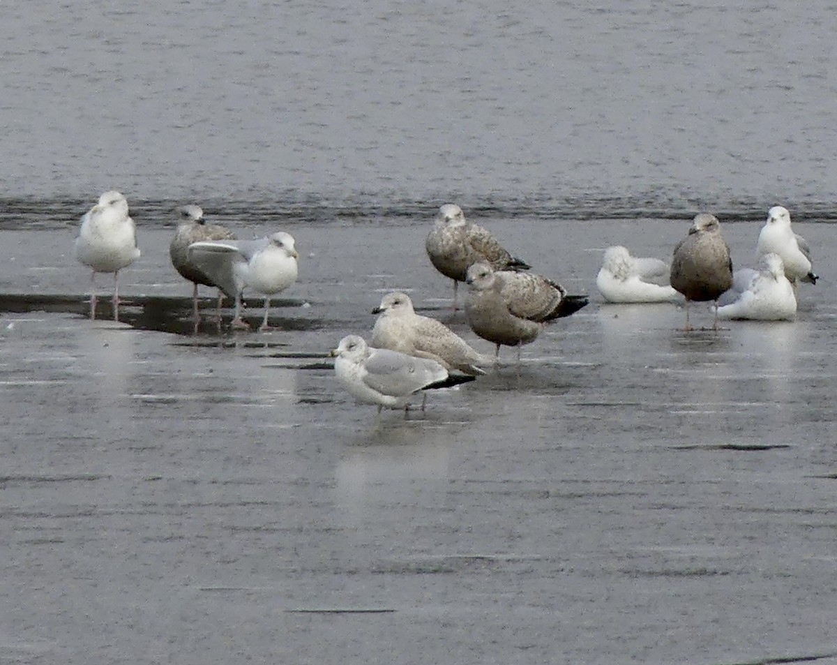 Iceland Gull - ML519242291