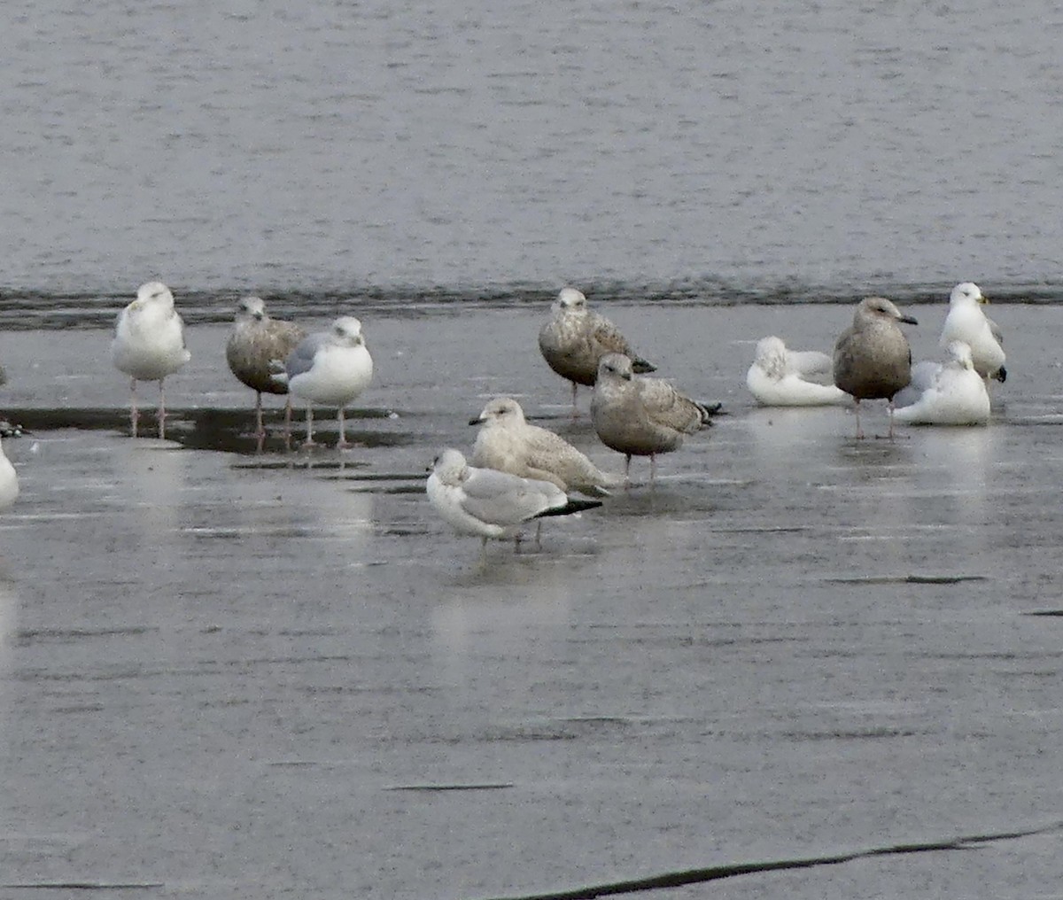 Iceland Gull - ML519242301