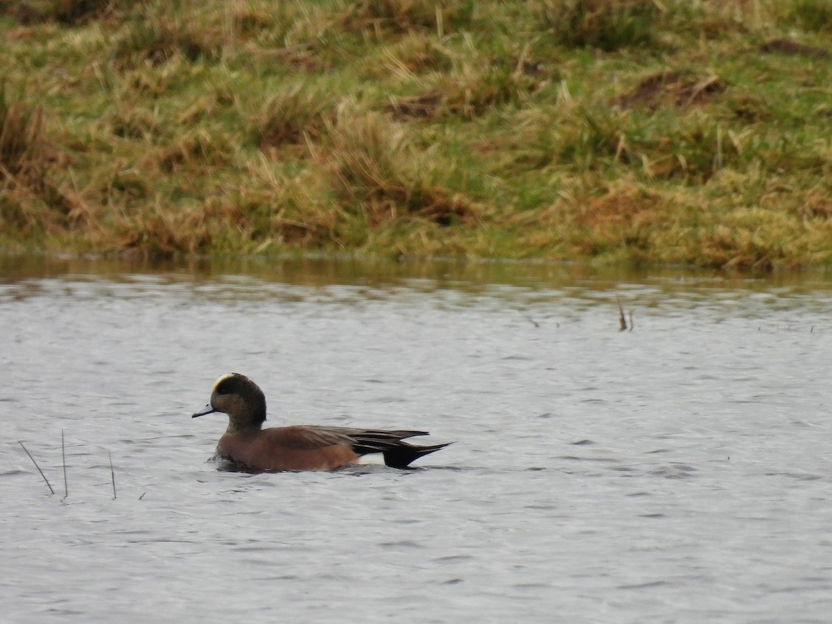 American Wigeon - ML519242681