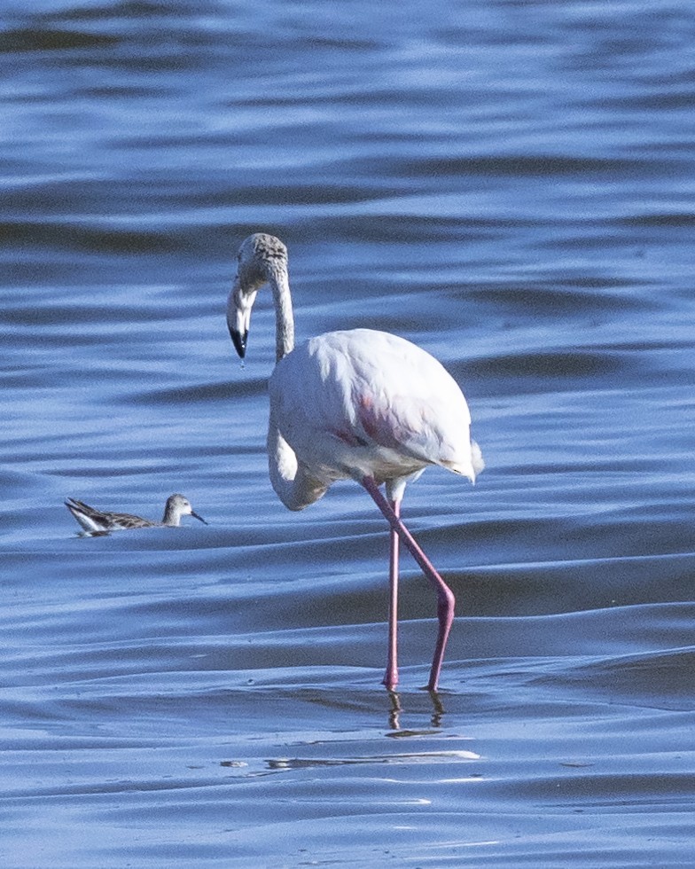 Greater Flamingo - Bob Martinka