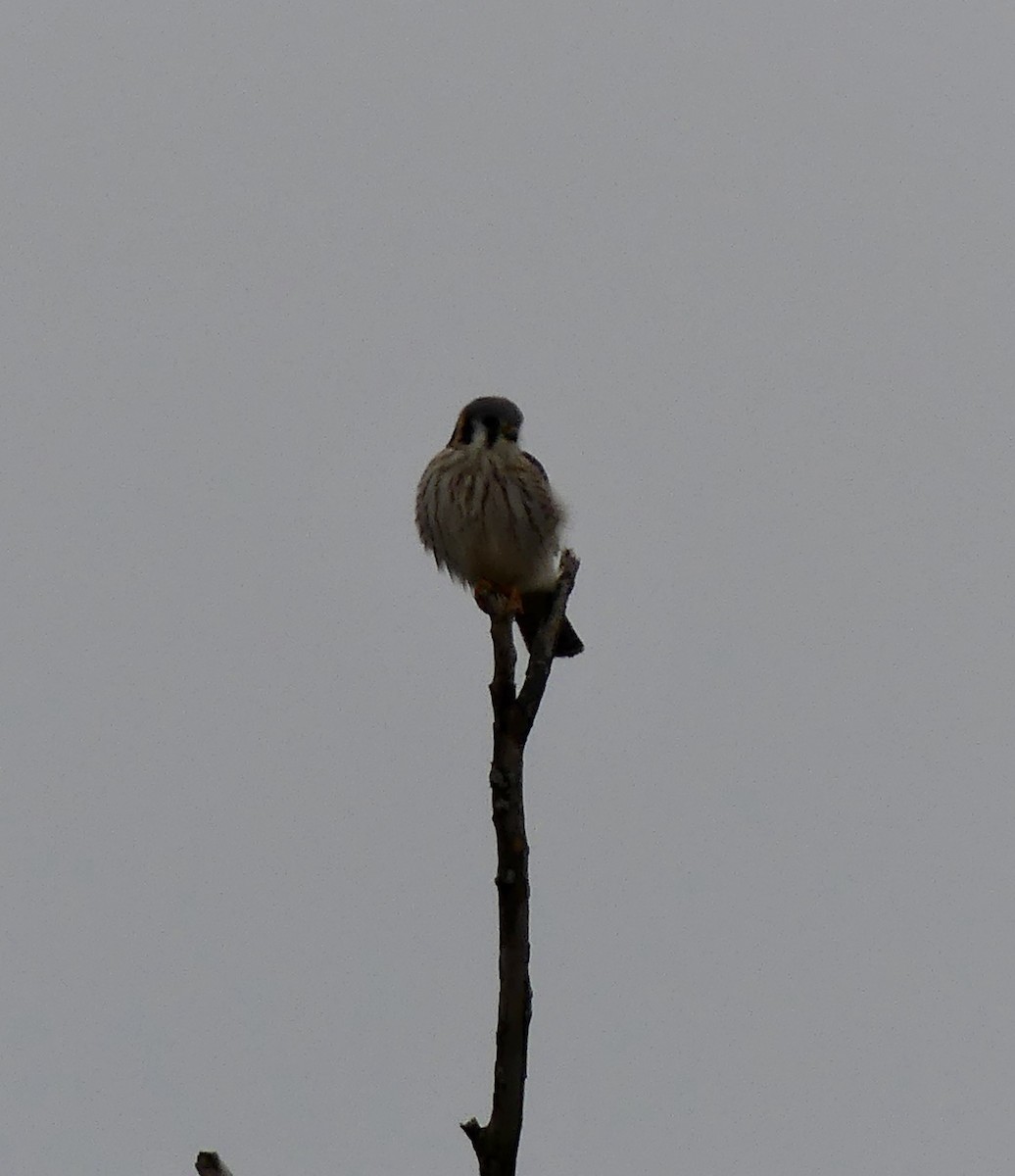 American Kestrel - ML519243141