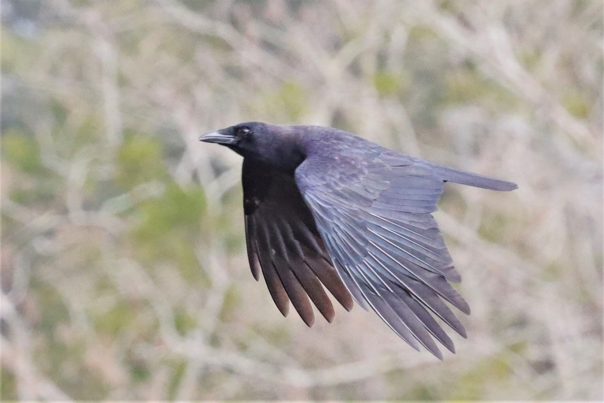 American Crow - ML519243811