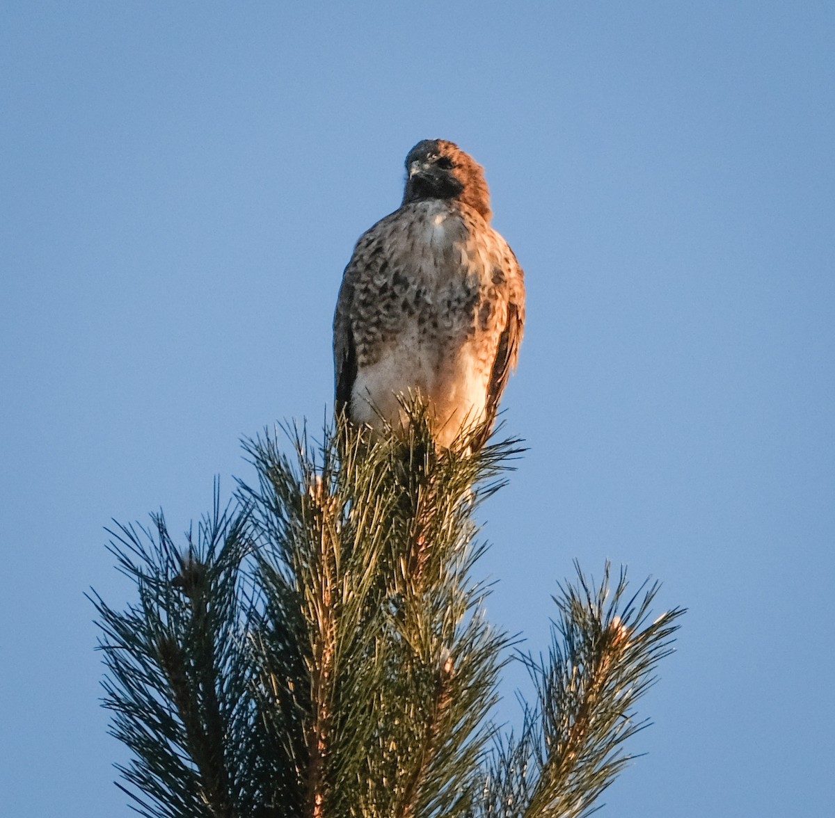 Red-tailed Hawk - ML519245651