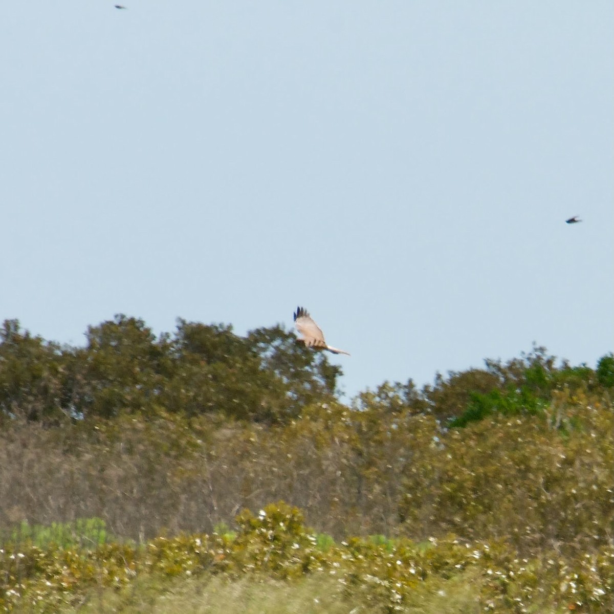 Aguilucho Lagunero del Pacífico - ML519246341