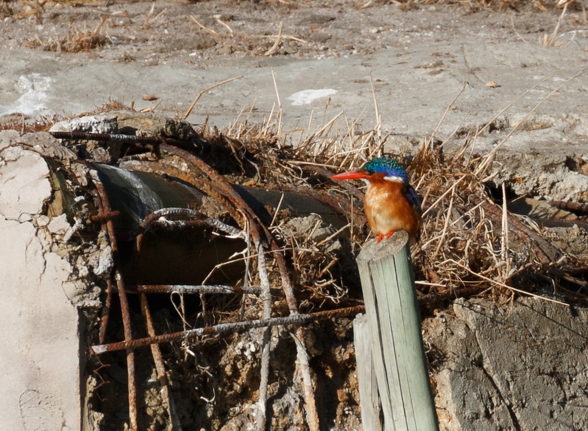 Malachite Kingfisher - ML51924641