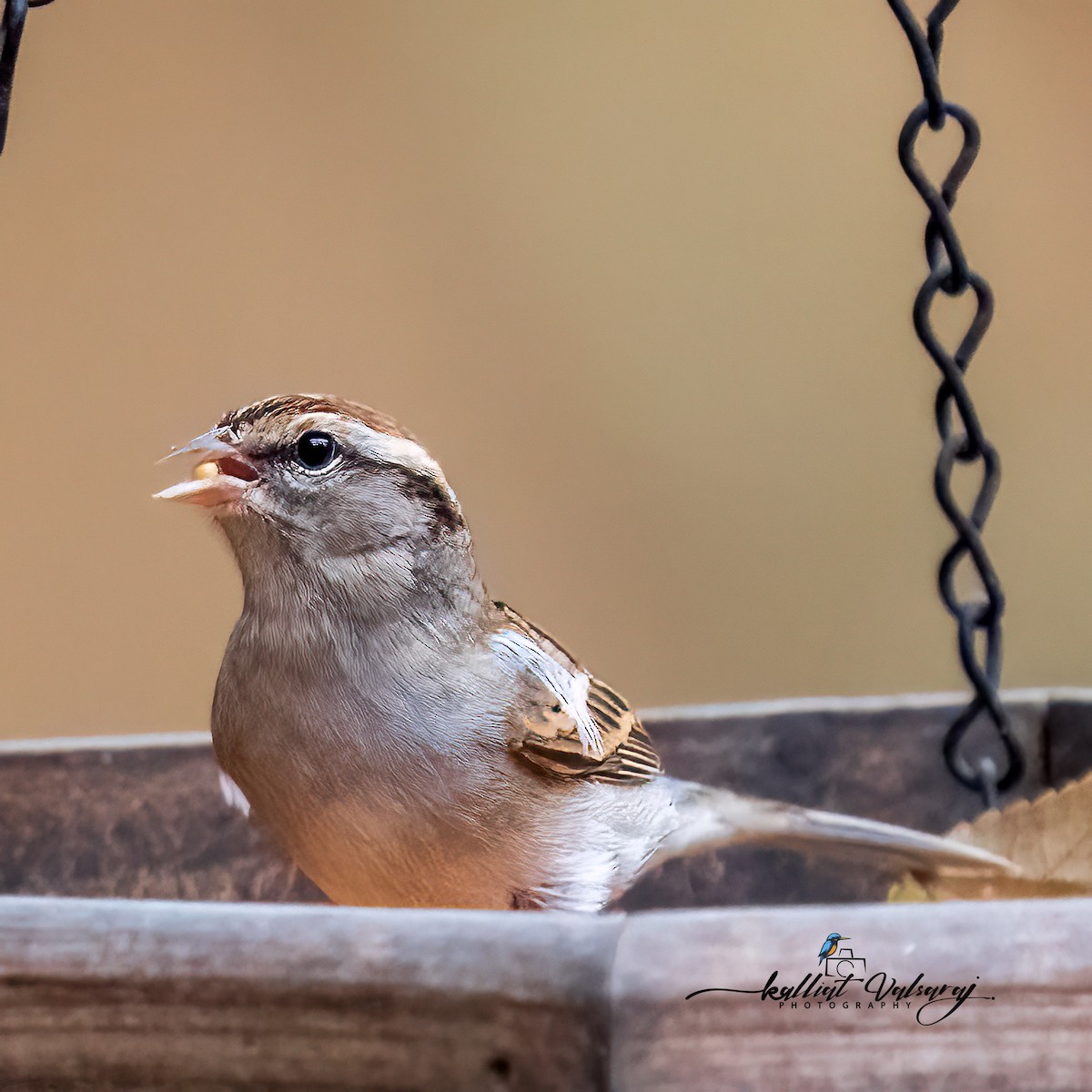 Chipping Sparrow - ML519246421
