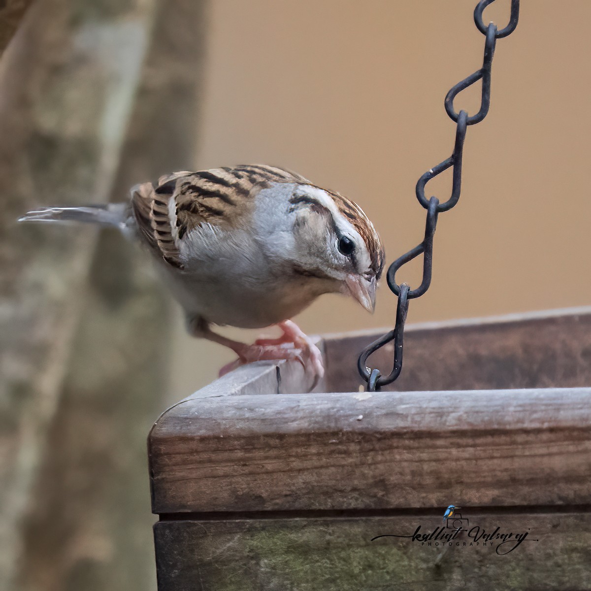 Chipping Sparrow - ML519246431