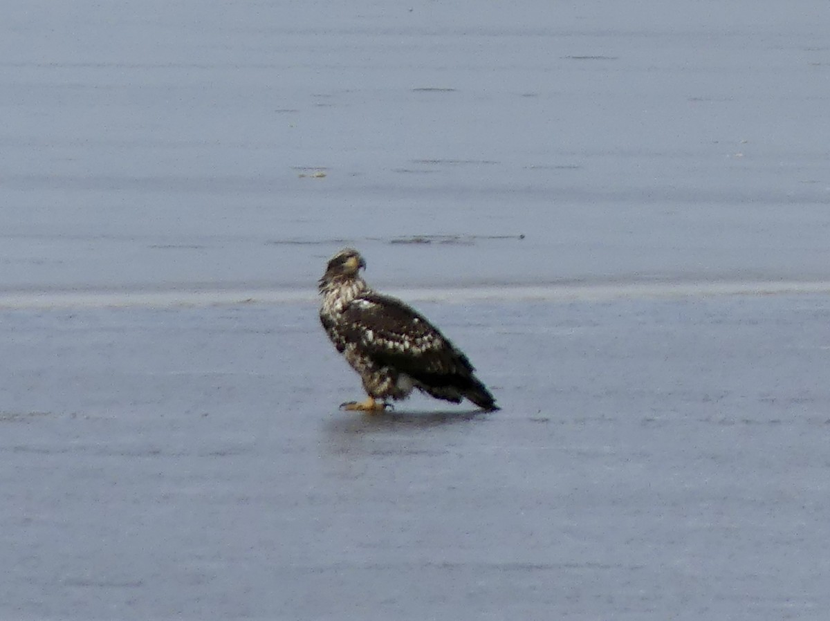 Bald Eagle - ML519246881