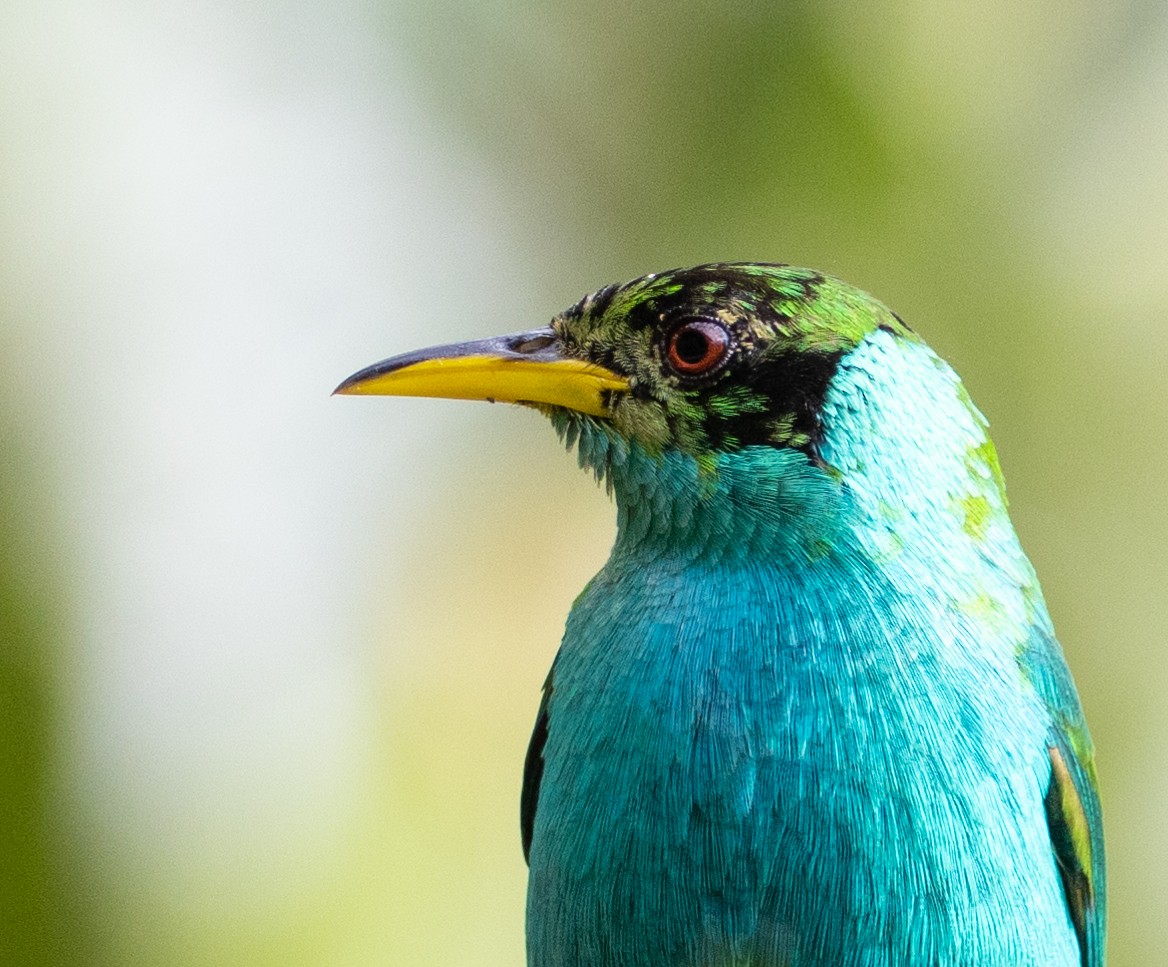 Green Honeycreeper - Keith Bailey