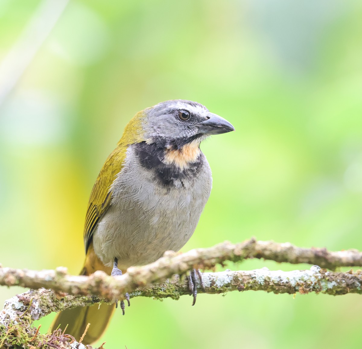 Buff-throated Saltator - Keith Bailey