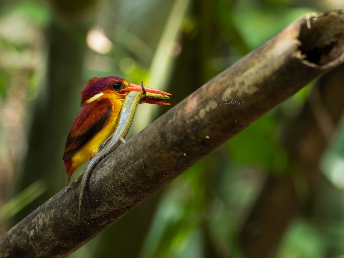 Rufous-backed Dwarf-Kingfisher - ML519247161