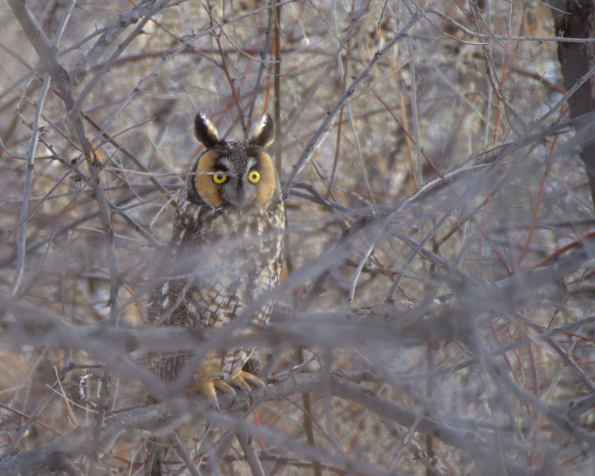 Long-eared Owl - Rosanne Juergens