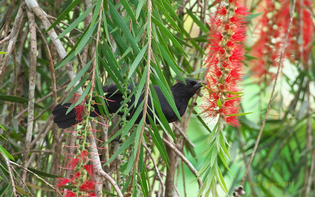 Cuban Blackbird - ML51924741