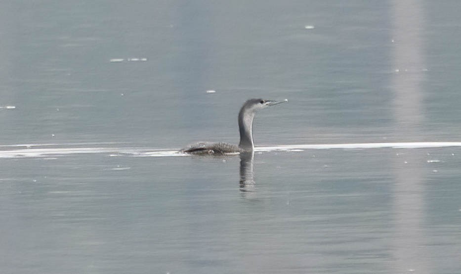 Red-throated Loon - ML519247681
