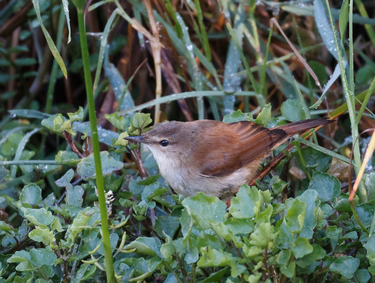 Lesser Swamp Warbler - ML51924851