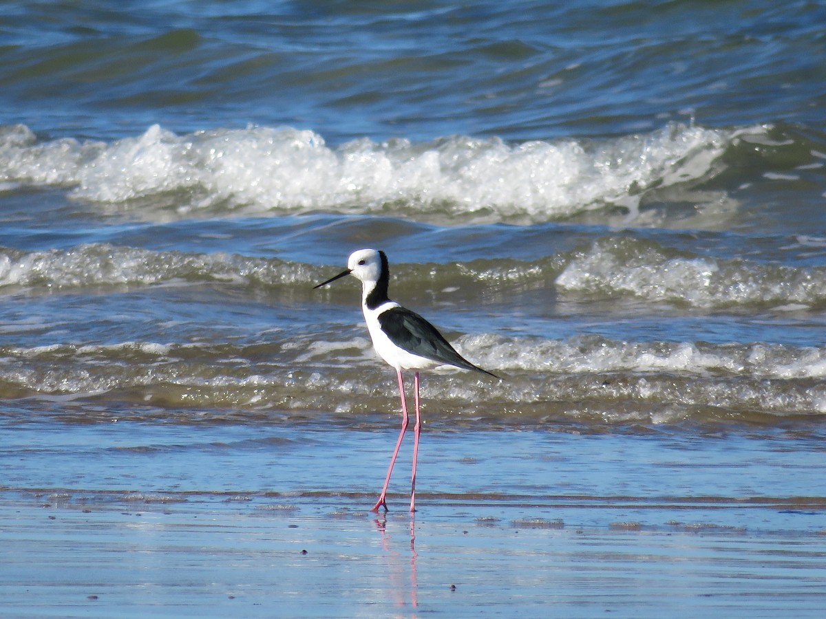 Pied Stilt - ML51925011