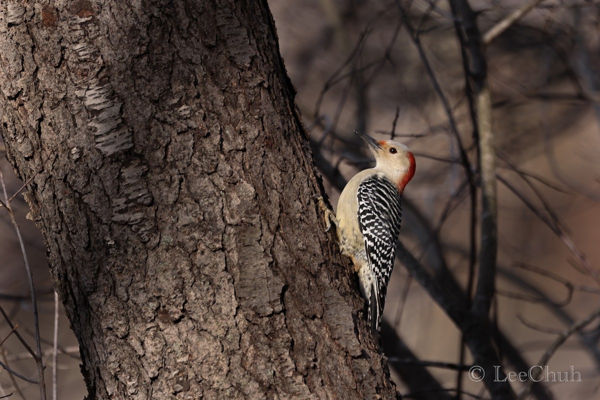 Red-bellied Woodpecker - ML519250251