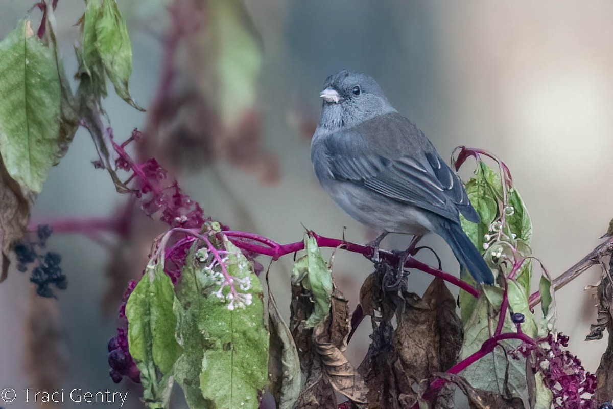 Junco ardoisé - ML519251091