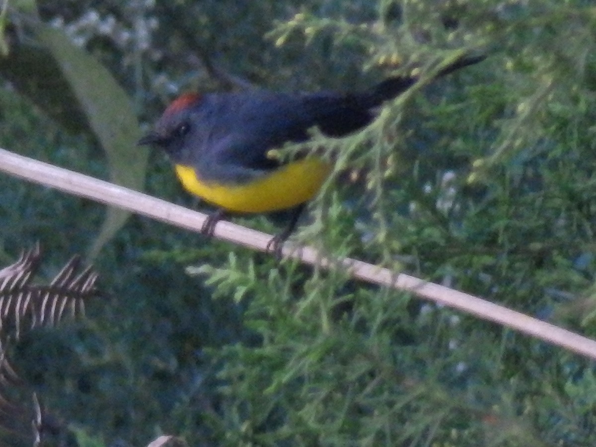 Slate-throated Redstart - Edouard Paiva