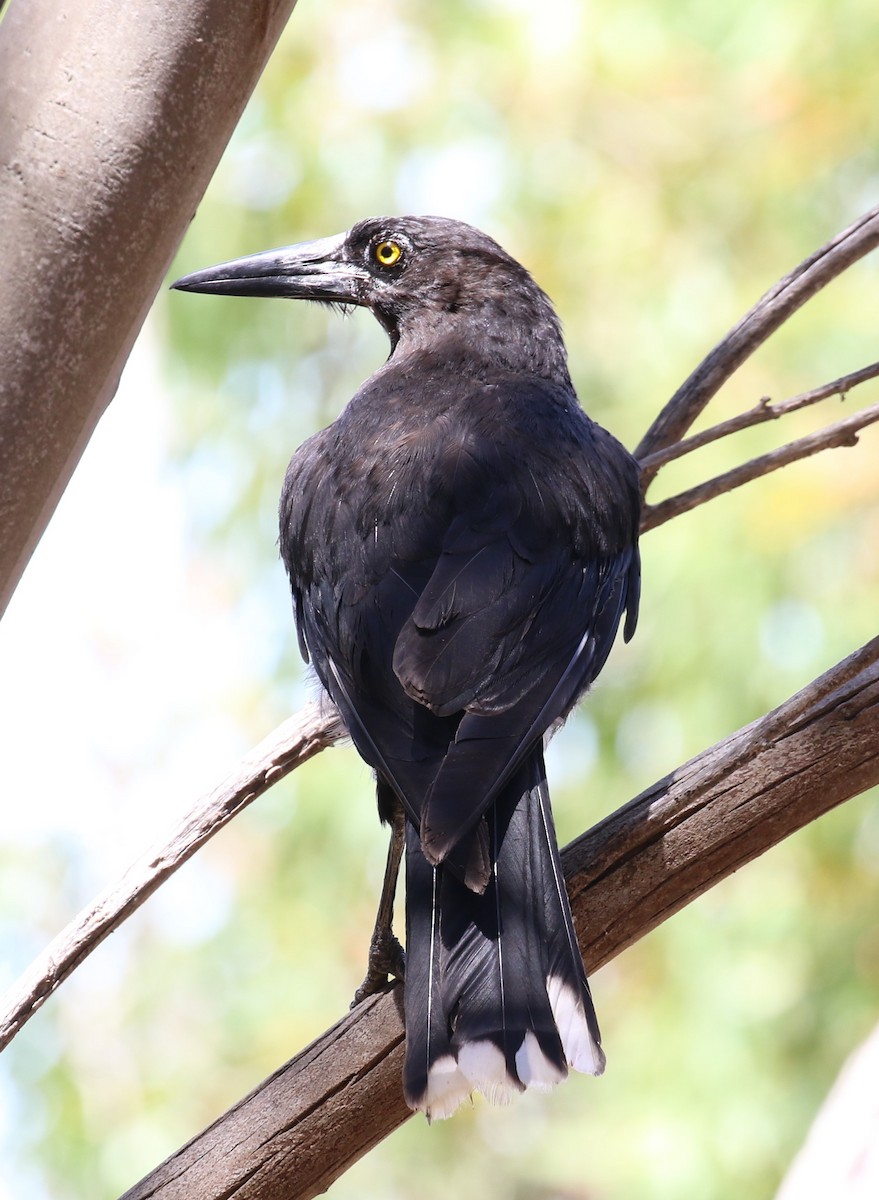 Gray Currawong (Kangaroo I.) - ML519252261