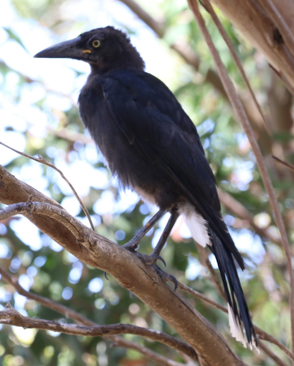 Gray Currawong (Kangaroo I.) - Mel Mitchell