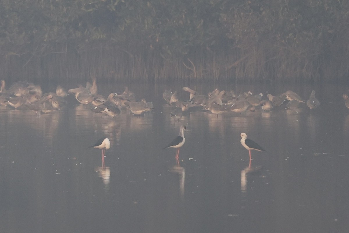 Black-winged Stilt - ML519252751