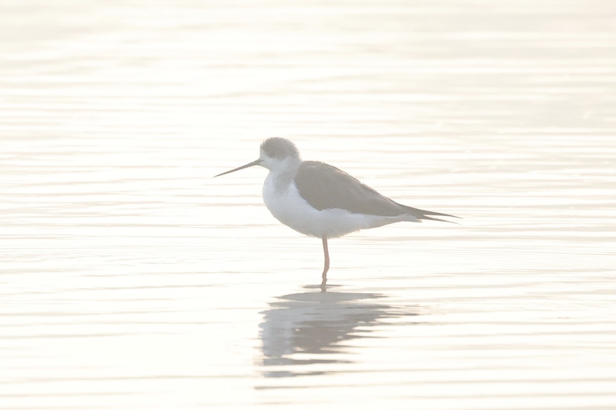 Black-winged Stilt - ML519252791