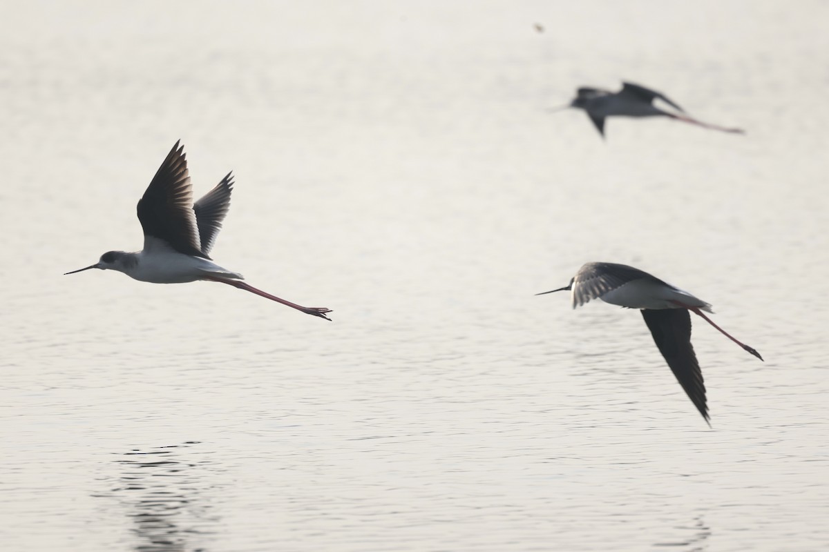 Black-winged Stilt - ML519252831