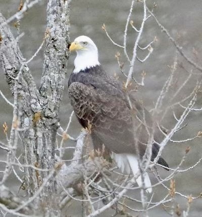 Bald Eagle - ML519253181