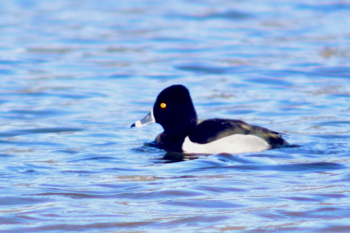 Ring-necked Duck - ML519253311