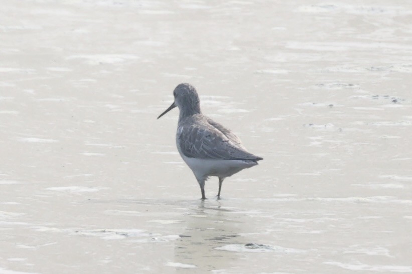 Marsh Sandpiper - ML519253551