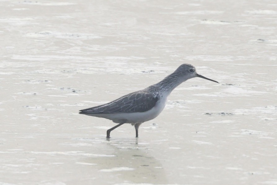 Marsh Sandpiper - ML519253561