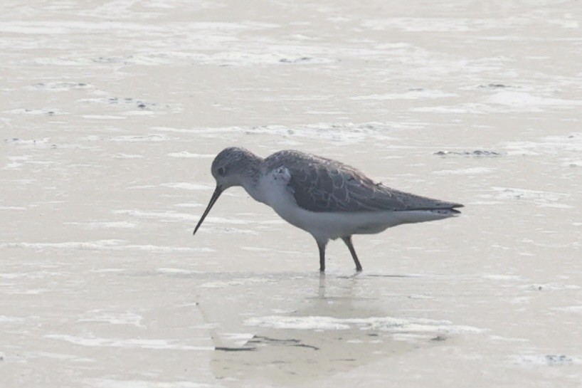 Marsh Sandpiper - ML519253571